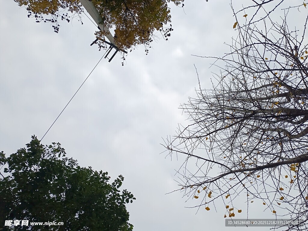 高空作业中的工人与树木