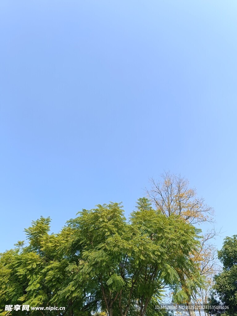 蓝天绿树风景图