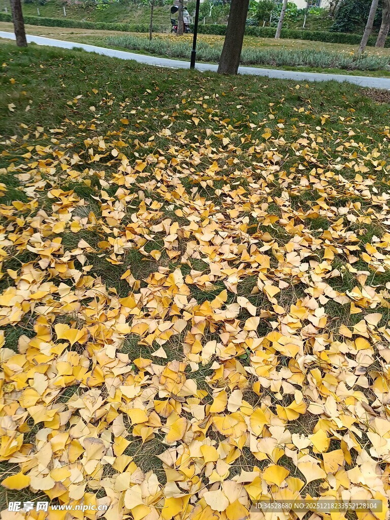 金黄银杏叶铺满草地