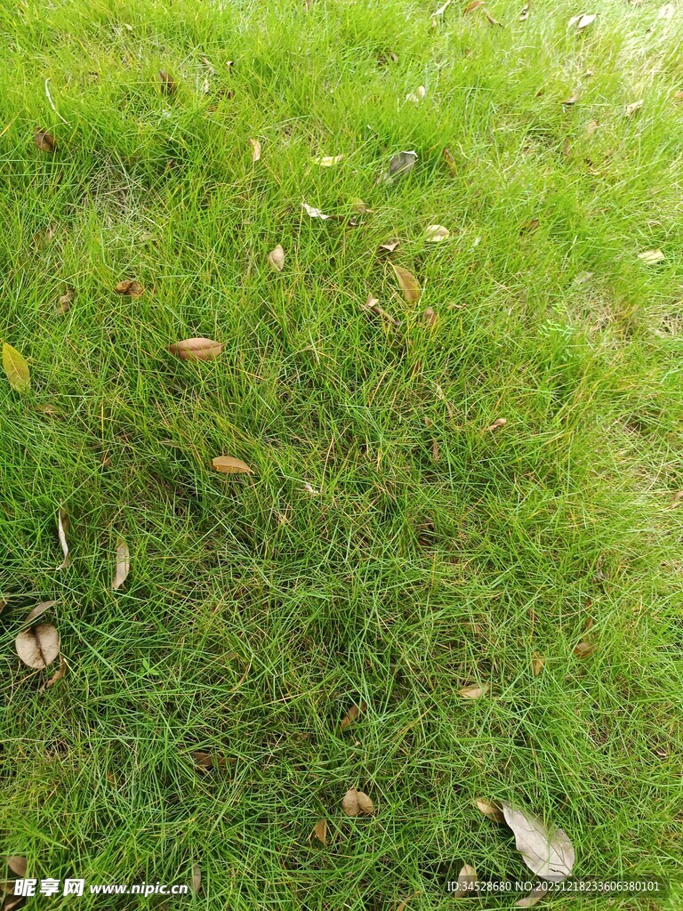 翠绿草地散落枯叶