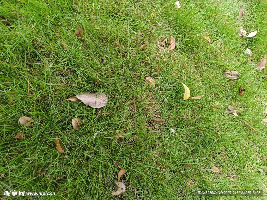 草地上散落的枯黄树叶