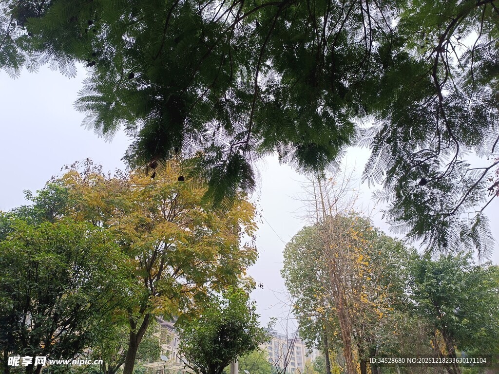 仰视茂密树林景观