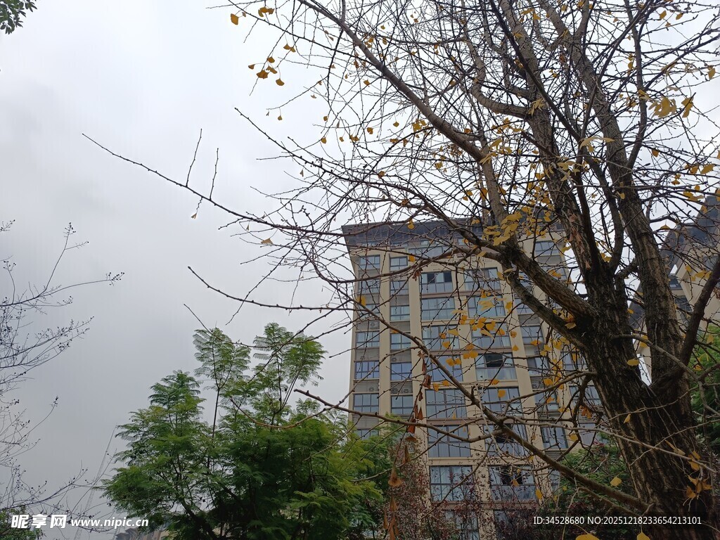 雾中楼宇与树木景致