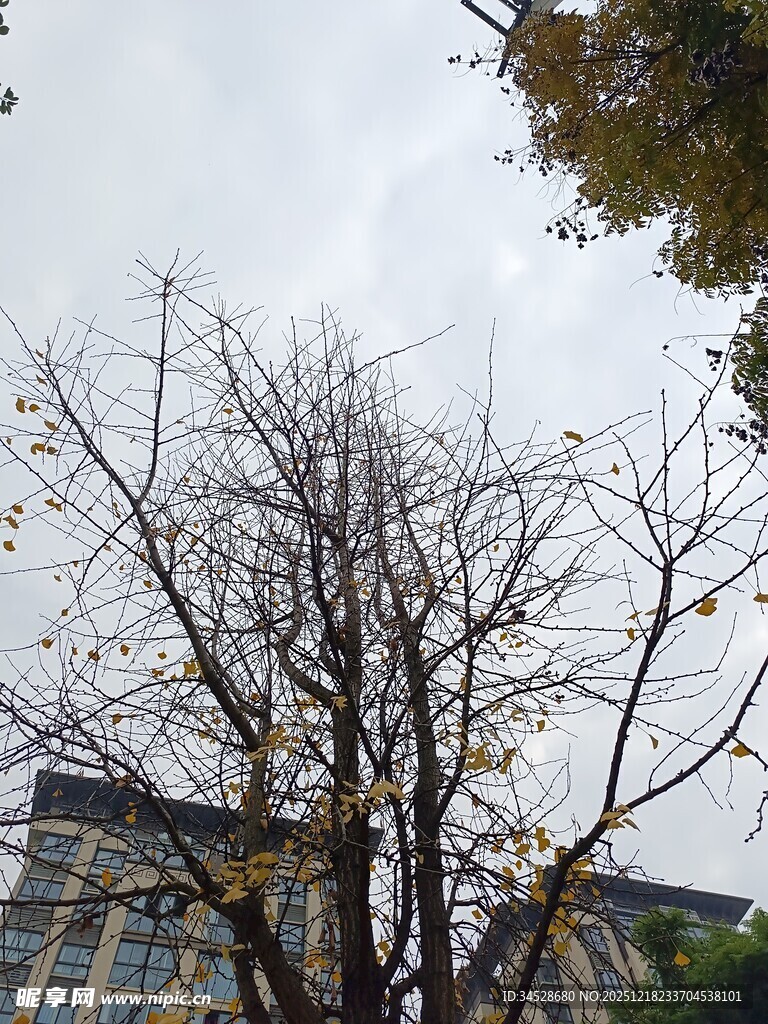 秋日枯树与背后建筑景观