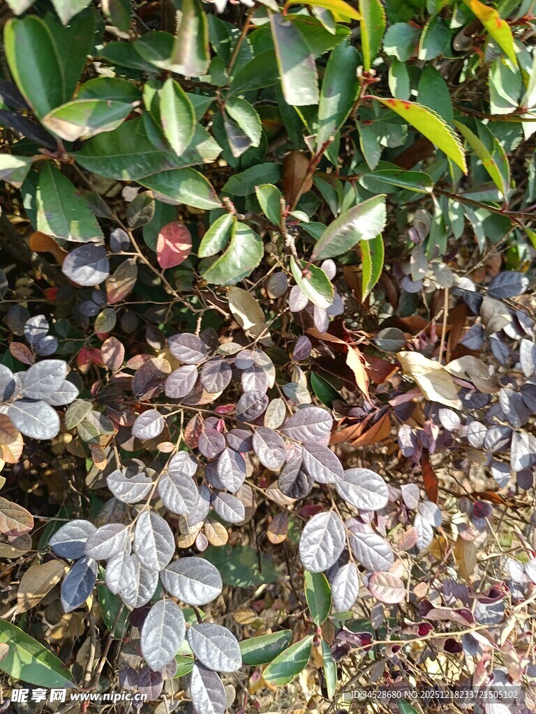 地面与绿植的自然景致