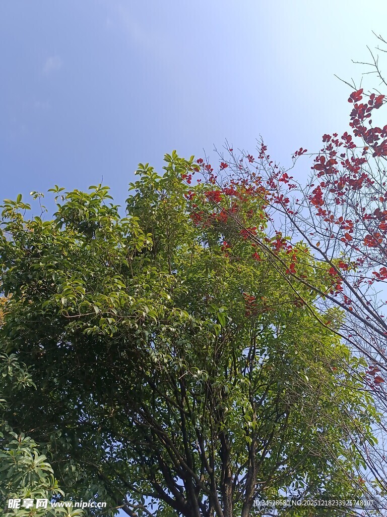 蓝天映衬下的多彩树木