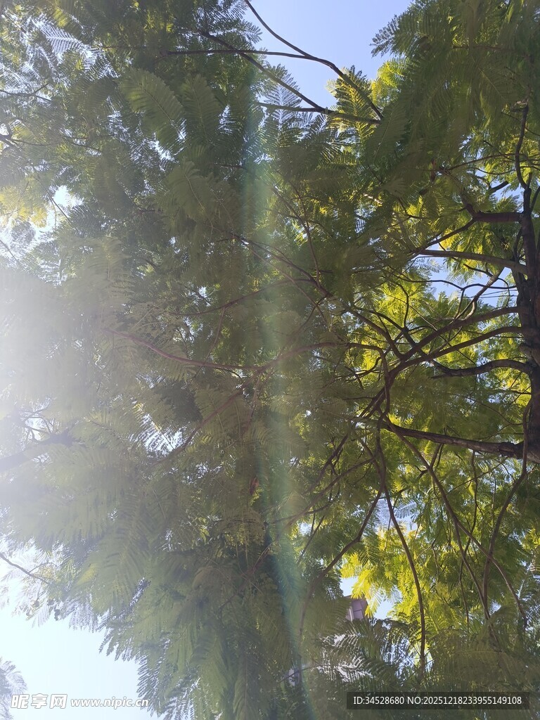 阳光透过枝叶的自然美景