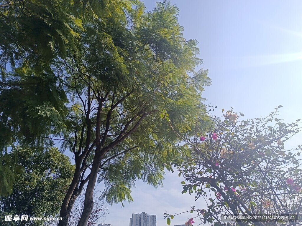 户外绿树蓝天风景图