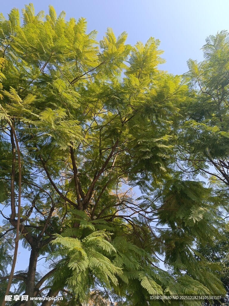 蓝天映衬下的繁茂绿树