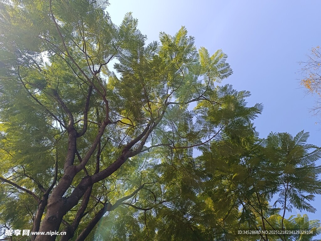 蓝天绿树间的清新景致