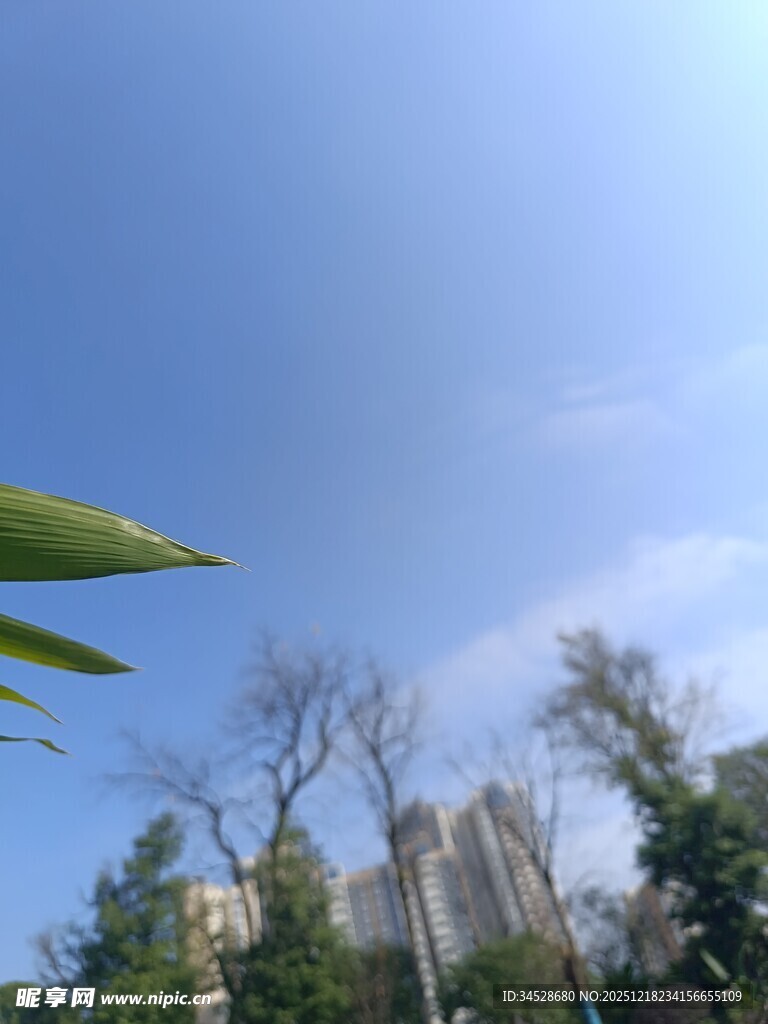 蓝天绿树间的城市景致