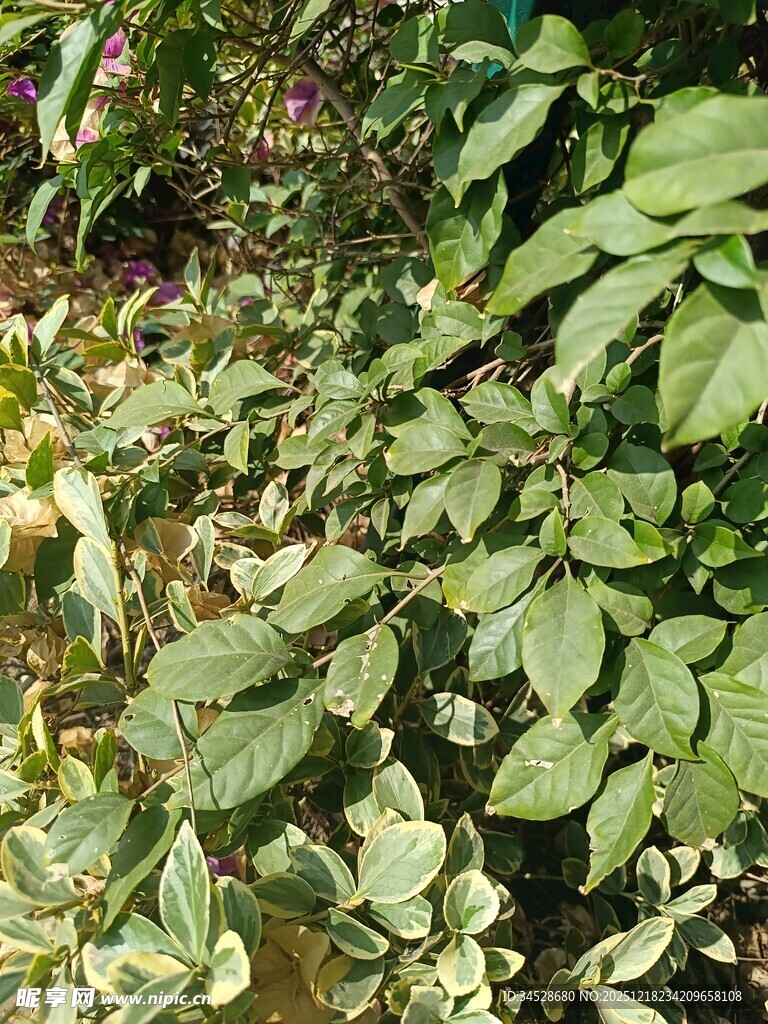 绿叶繁茂的植物景观