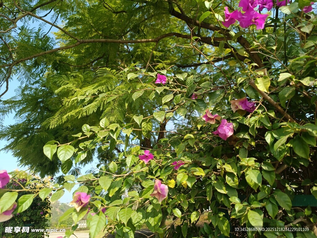 繁花满树的翠绿景致