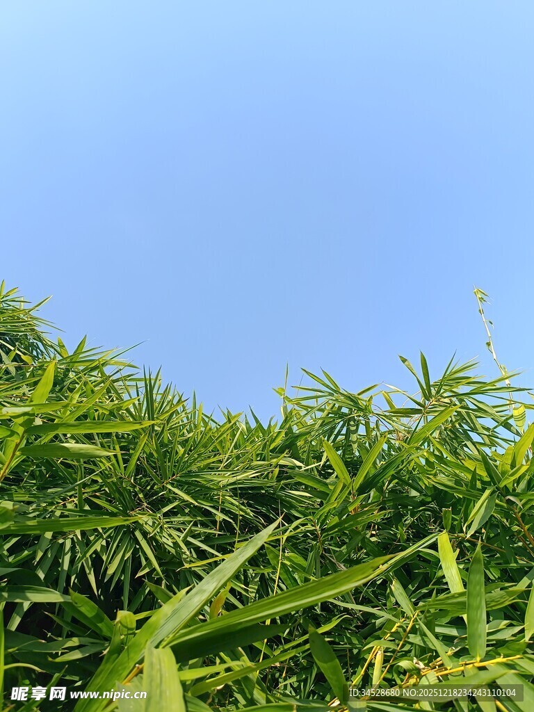 翠绿植物与蓝天相映成趣