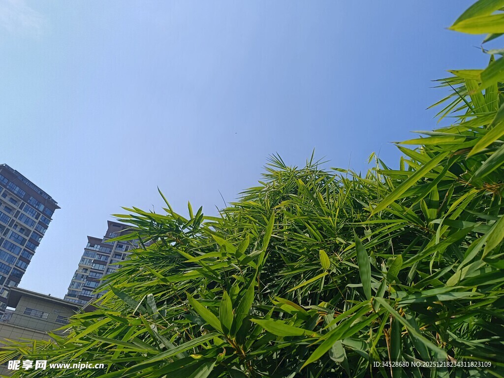 城市中葱郁的绿色竹林