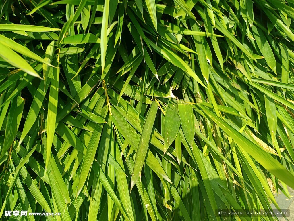 翠绿竹叶特写