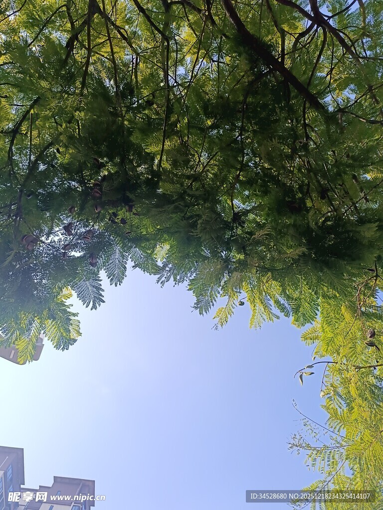 仰视绿树蓝天景象