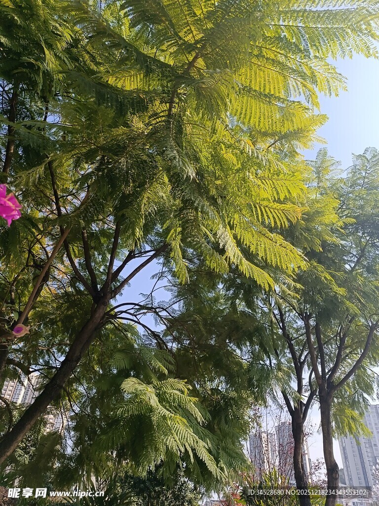 绿叶繁花下的清新景致