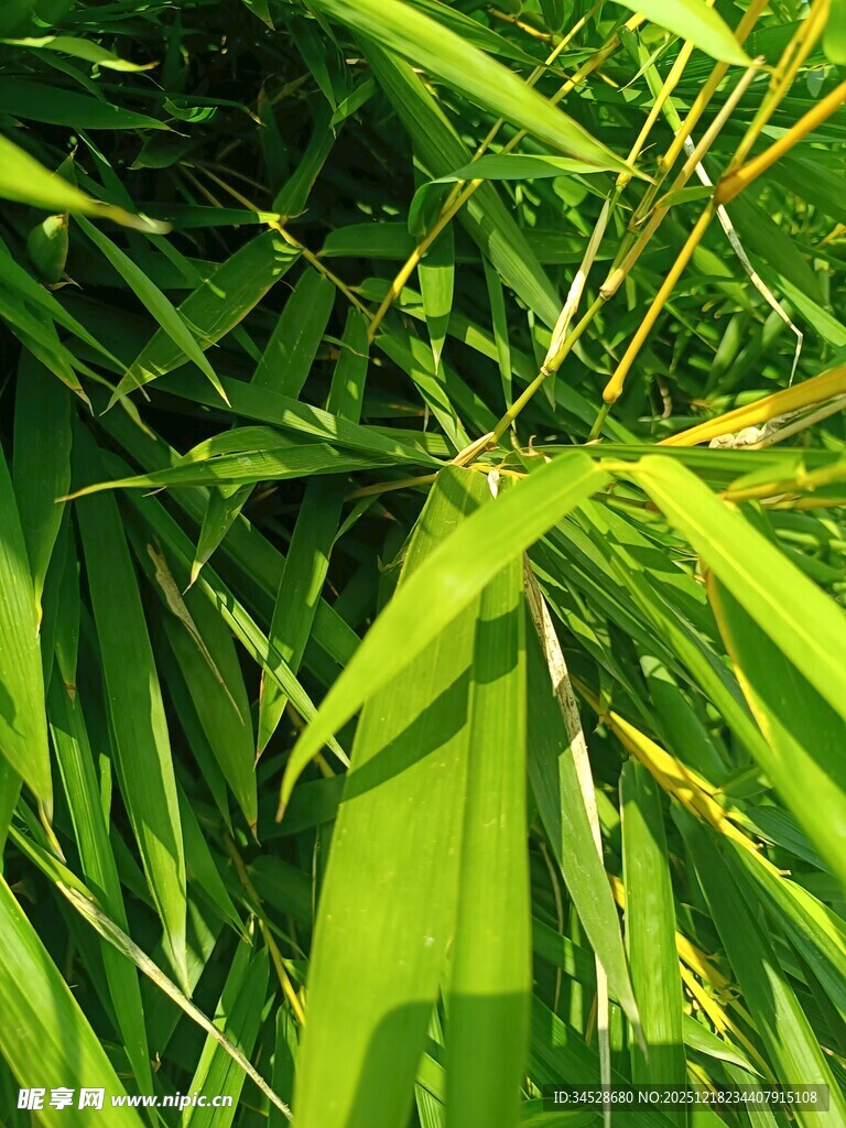 翠绿竹叶特写