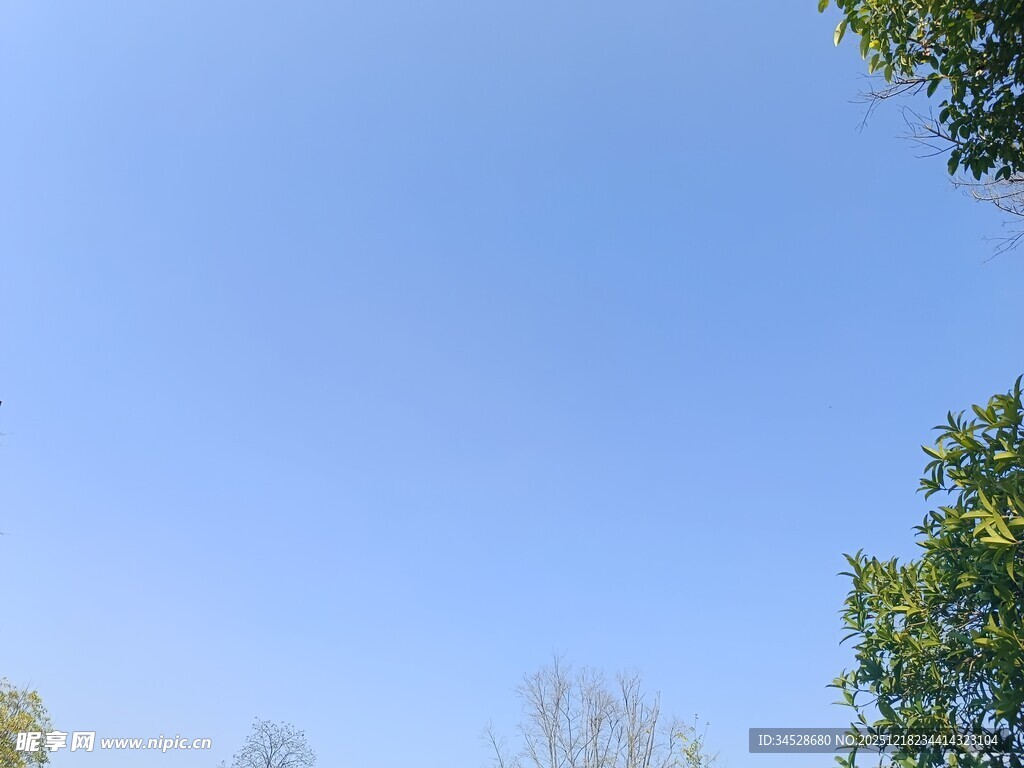 晴朗蓝天与葱郁树木