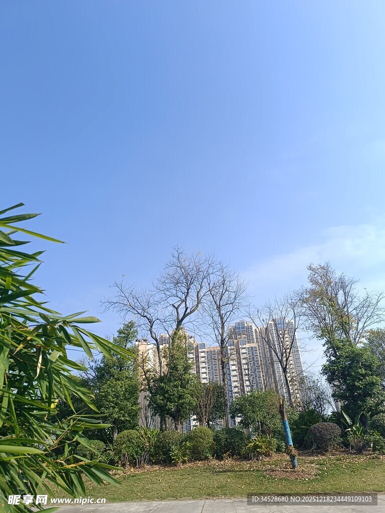 城市边的绿植与高楼景观