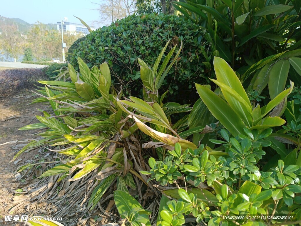 绿叶繁茂的园林植物景观