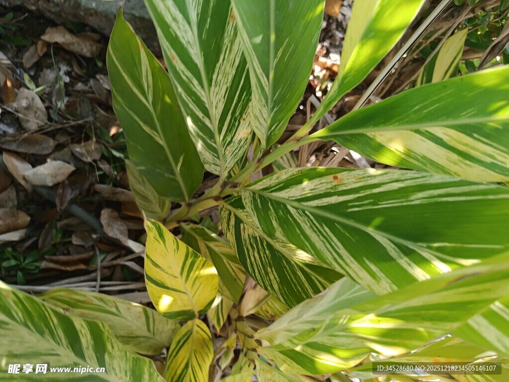 黄绿相间的斑斓叶片