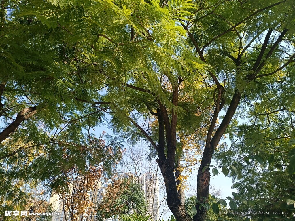 阳光下的葱郁绿树