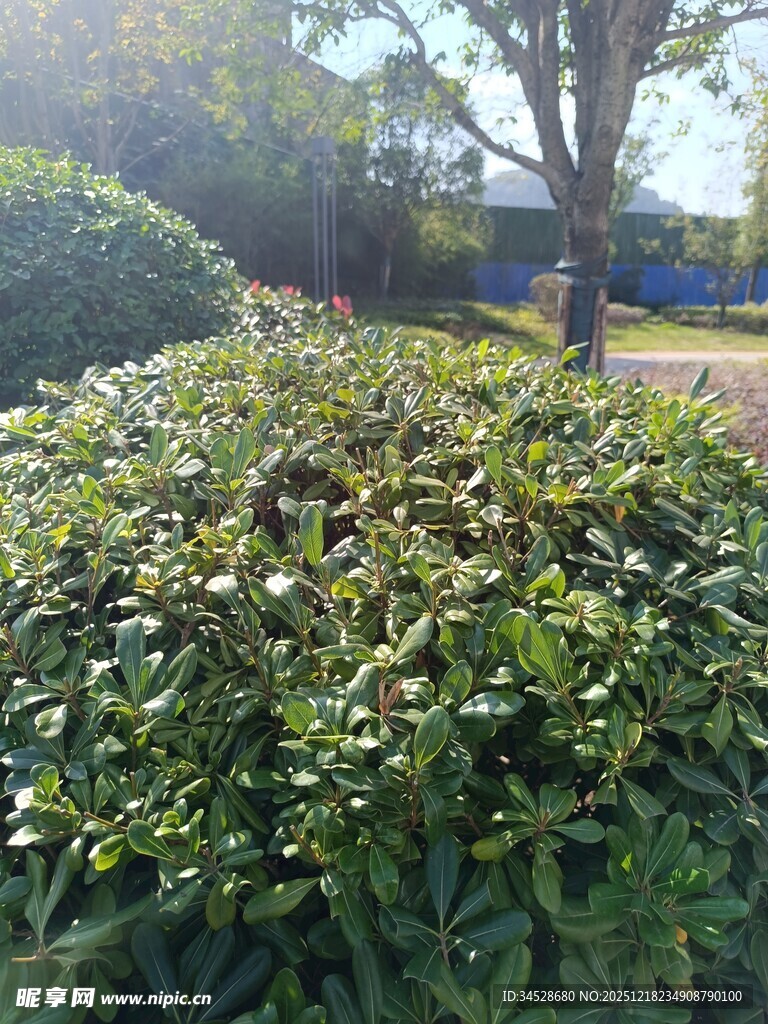 绿意盎然的灌木丛景观