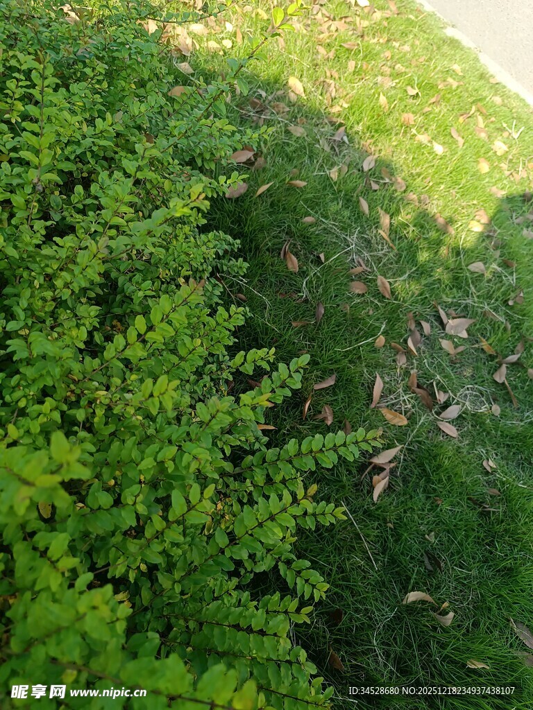 茂密绿意山林景观