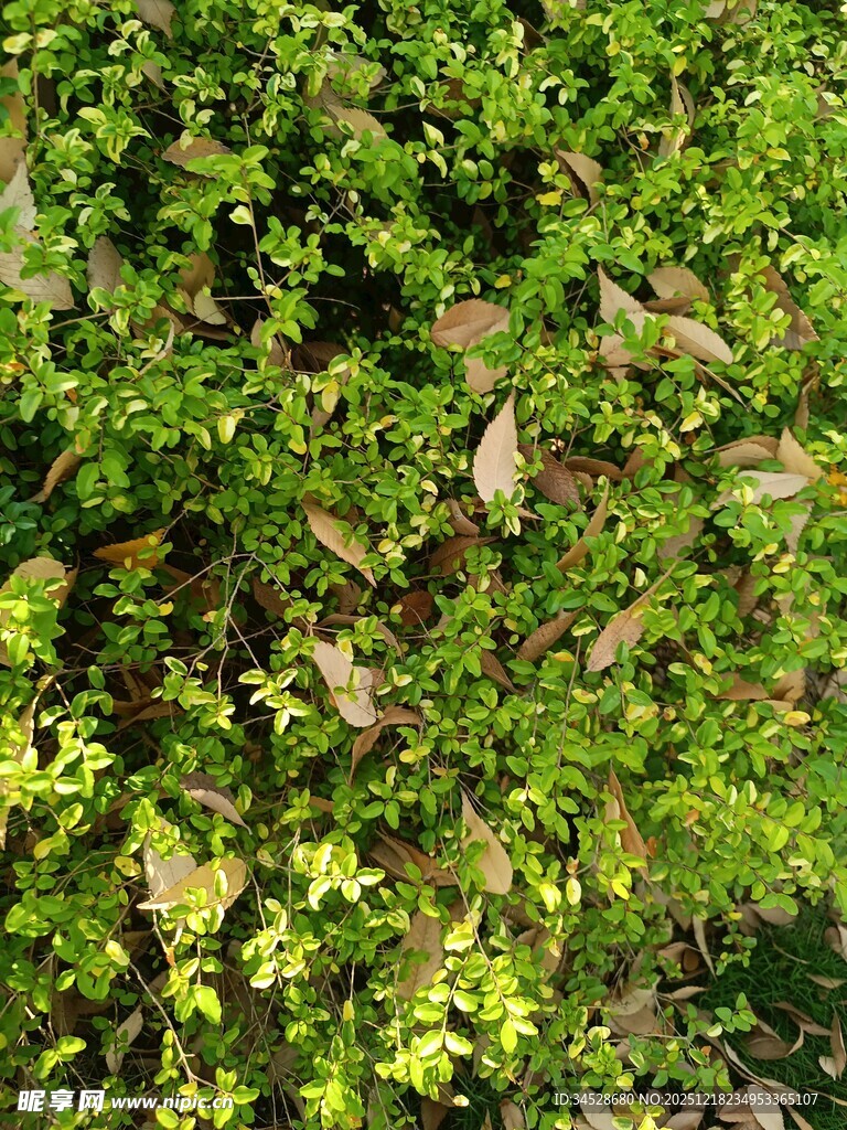 翠绿繁茂的植物景观