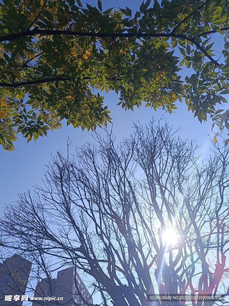 秋日树梢下的明朗天空