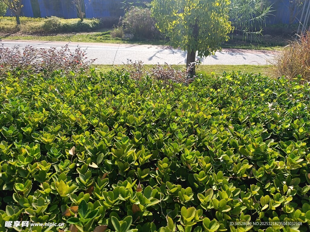 绿意盎然的田野景观