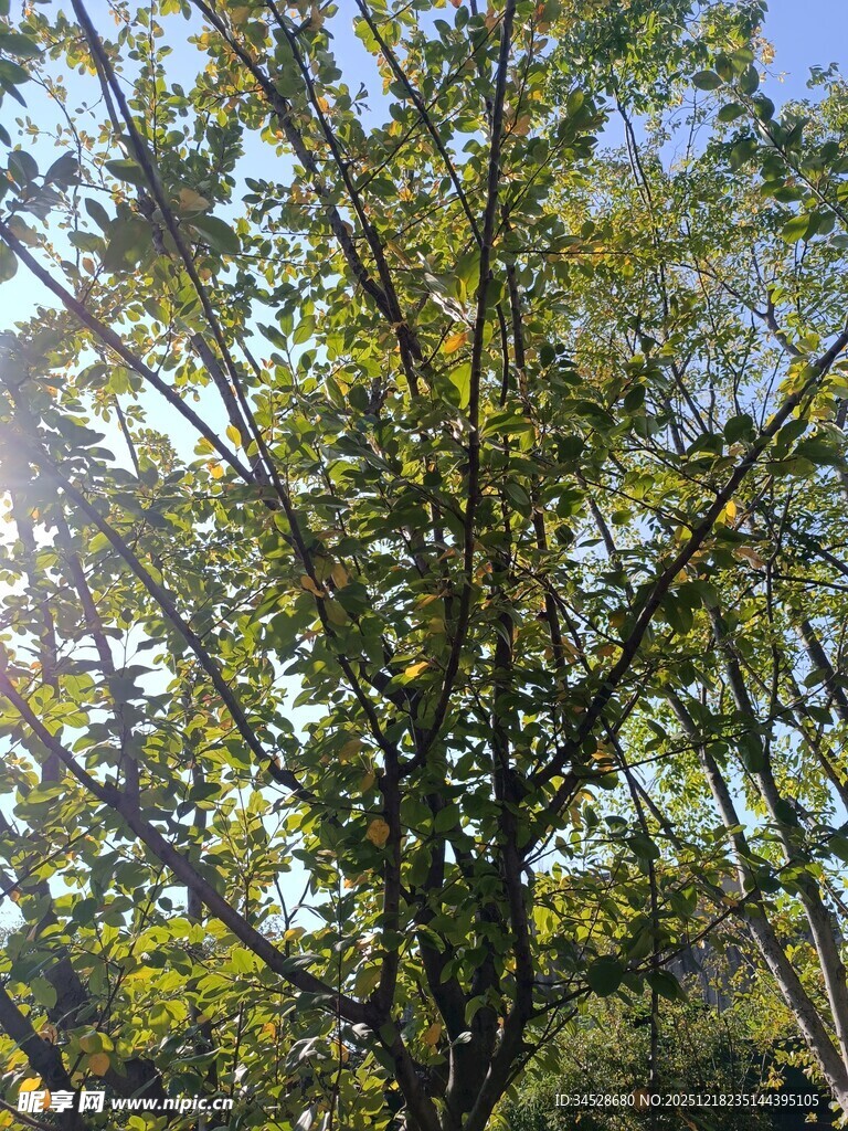 阳光洒落枝叶繁茂的树木