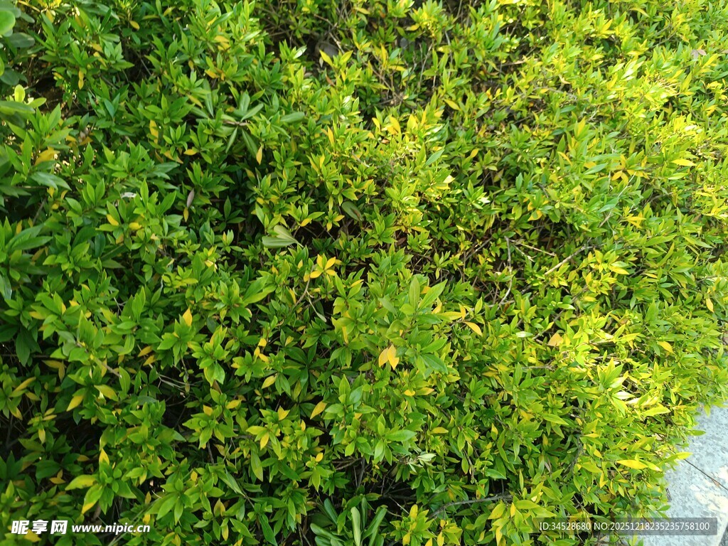 翠绿繁茂的地面绿植