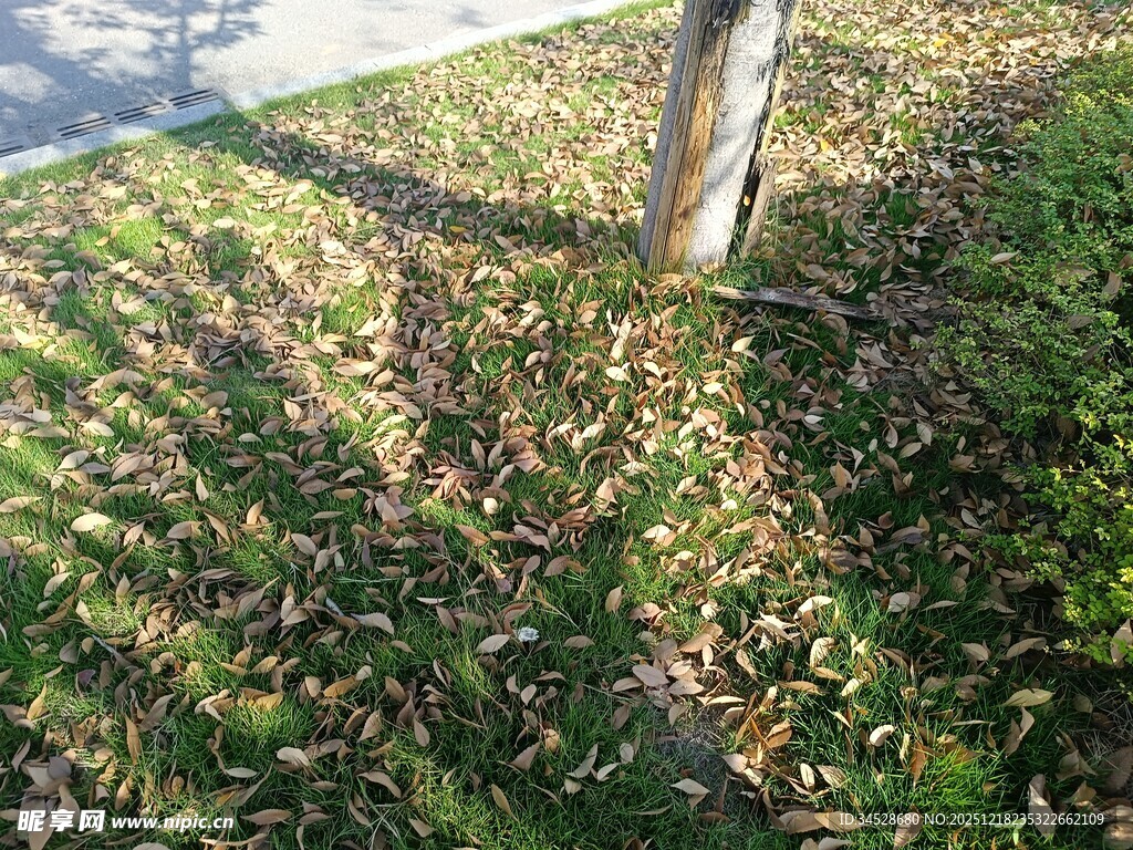 树下落叶铺地的秋日景象