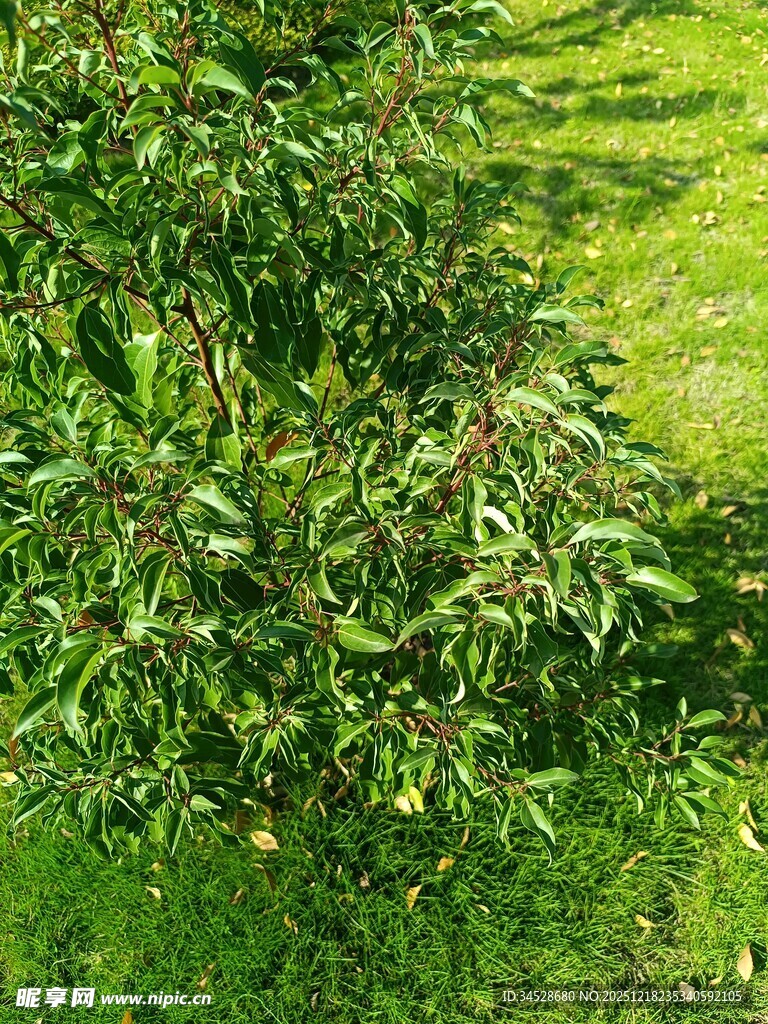 绿叶繁茂的植物景观