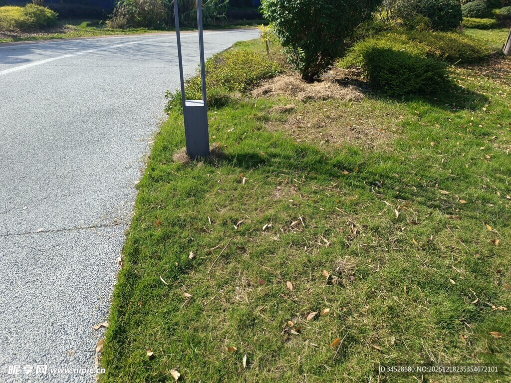 路边草地与树木景观