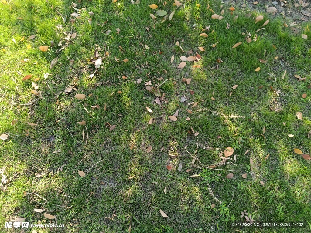 阳光下的草地与落叶