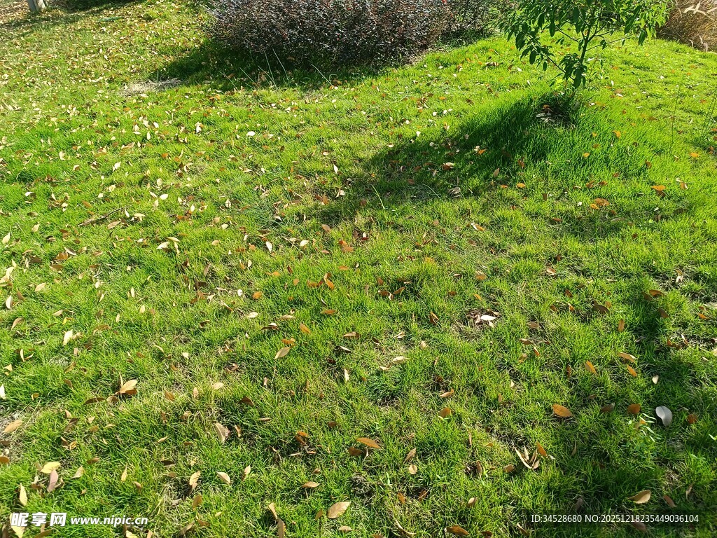 阳光下的翠绿草地与小树