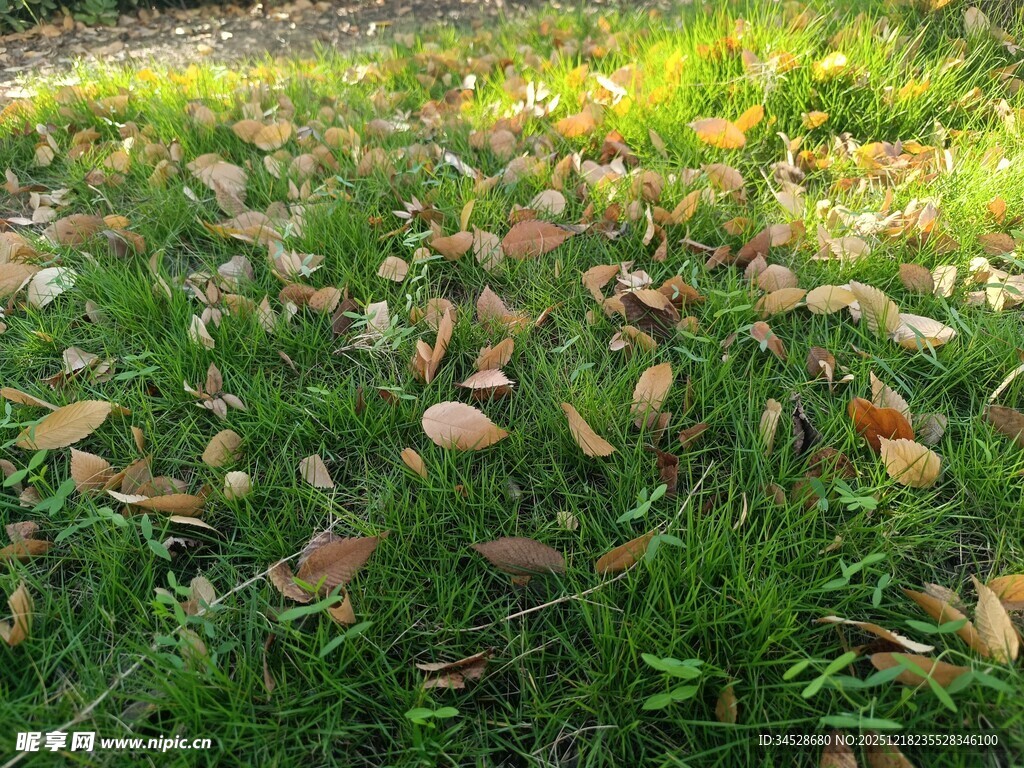 草地上的缤纷落叶