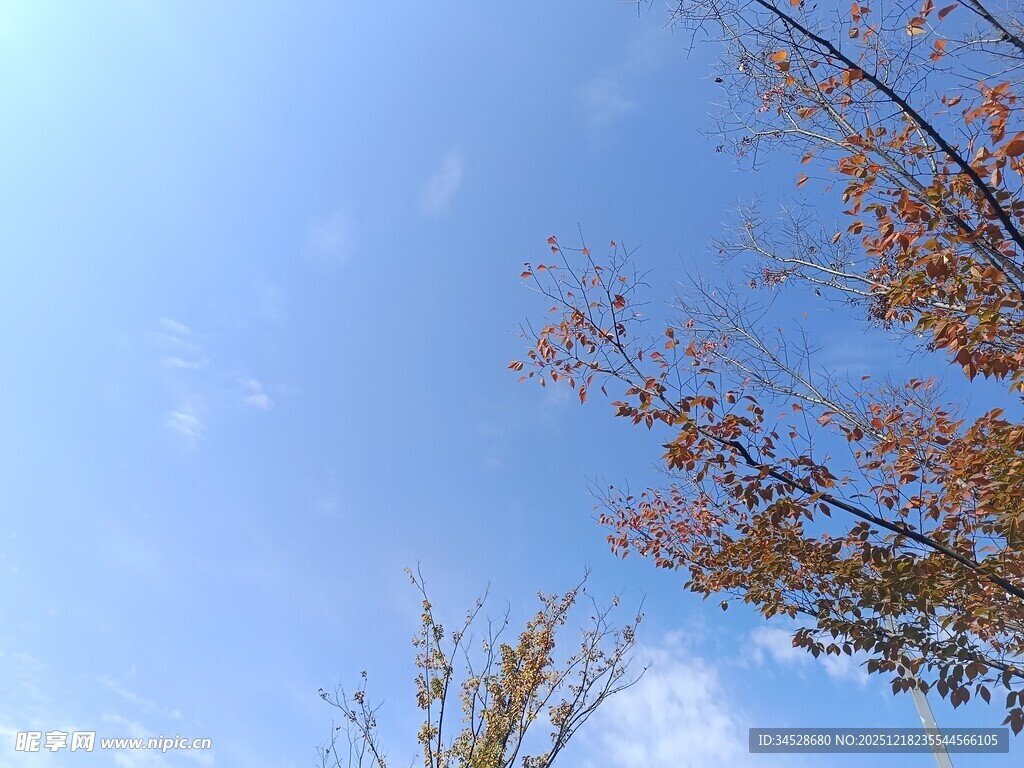 秋日蓝天树枝美景