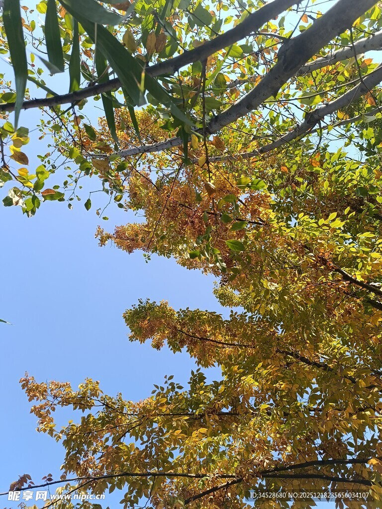 秋日树梢与蓝天景致