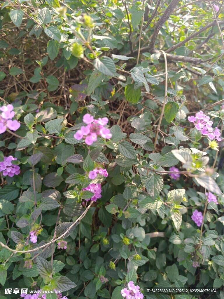 绽放的紫色花卉植物