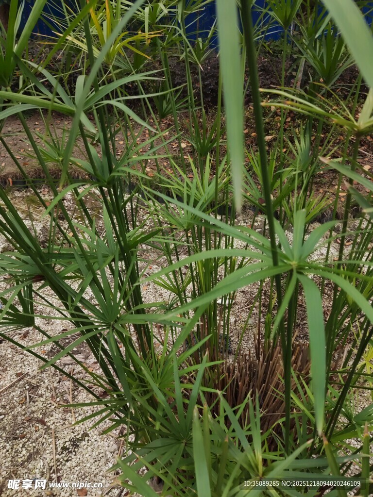 野外生长的绿色植物
