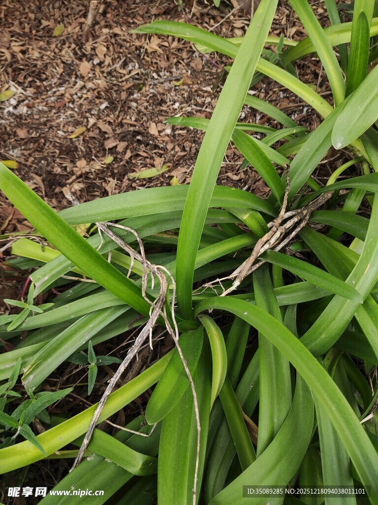 绿叶丛中带斑纹的植物