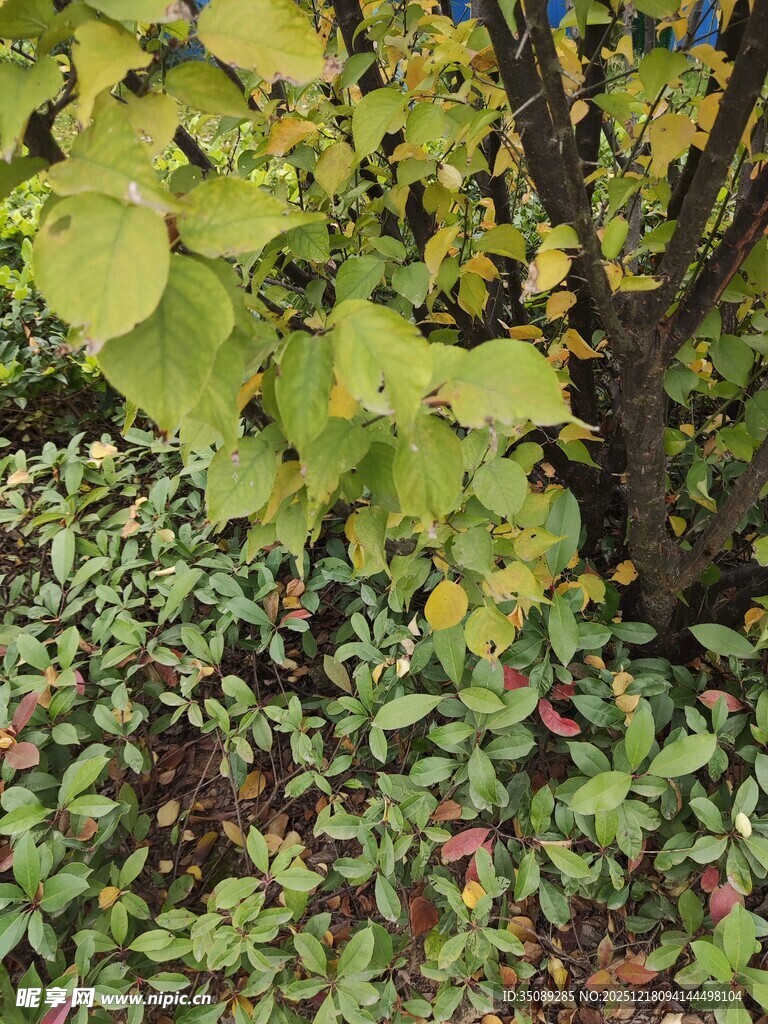 秋日林下植物景观