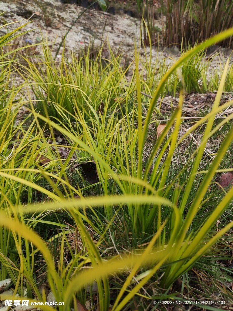 野外嫩绿细长叶片的植物