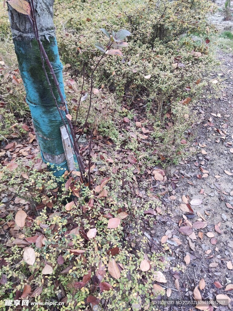 户外木桩立于落叶草地