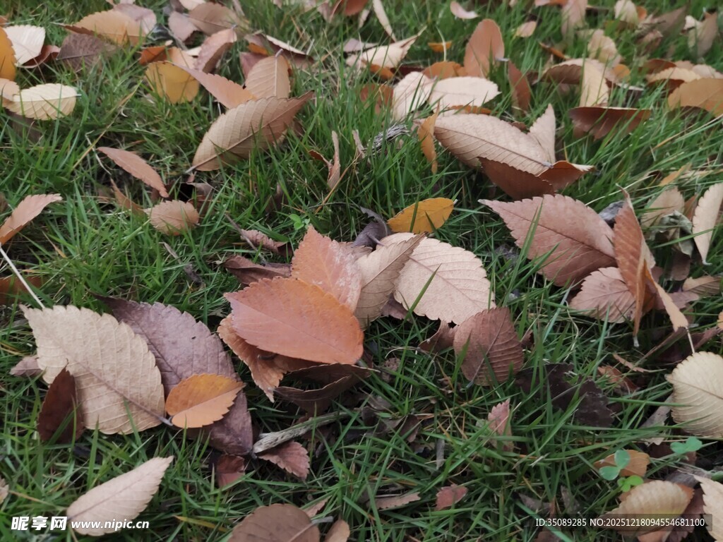 草地上的缤纷落叶